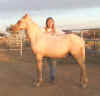 Sonny is filling out to be a nice full bodied Morgan Horse.