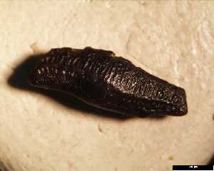 Heterodontus_woodwardi_medium_aa.jpg