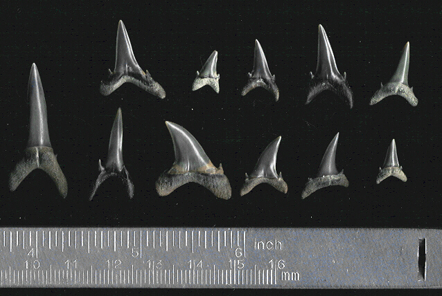Carcharias_hopei.jpg 