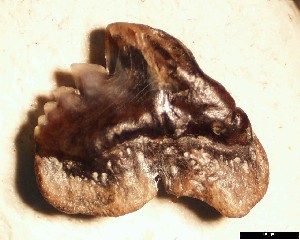 G_latidens_1a.jpg 