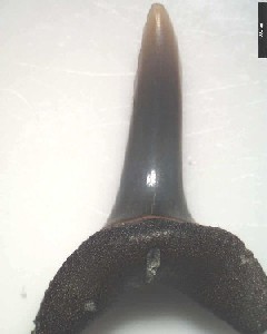 I_affinis_1a.jpg 