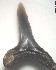 egem\I_affinis_s.jpg