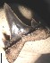 egem\L_lerichei_s_1b.jpg