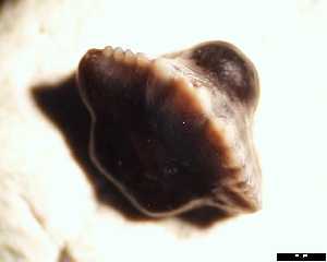egem\Nebrius_thielensi_aa_medium.jpg