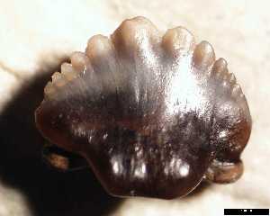 egem\Nebrius_thielensi_ab_medium.jpg