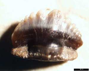 egem\Nebrius_thielensi_ac_medium.jpg