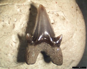 O_obliquus_m_1a.jpg