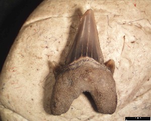 O_obliquus_m_1d.jpg