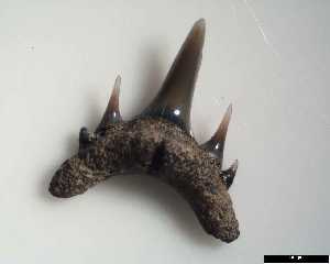 egem\Odontsapis_winkleri_ab_medium.jpg