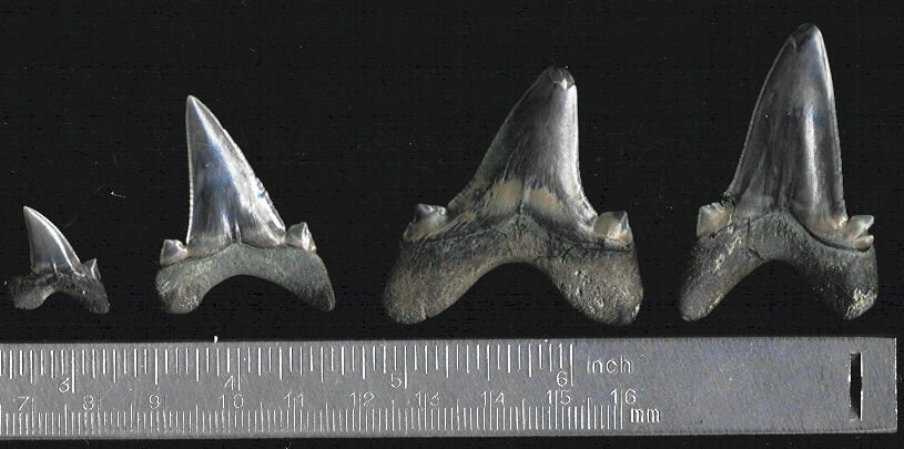 Otodus_subserratus_lab1.jpg 