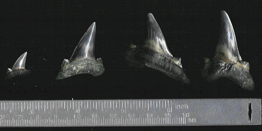 Otodus_subserratus_lin1.jpg 