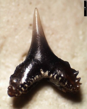 S_pattersoni_1a.jpg 