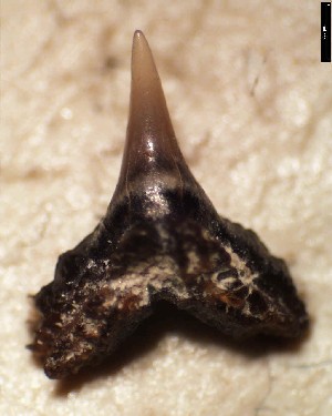 S_pattersoni_1b.jpg 