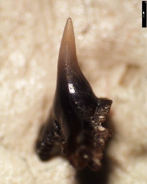 S_pattersoni_1c.jpg 