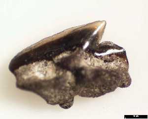 egem\Squalus_smithi_aa_medium.jpg