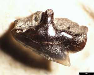 egem\Squalus_smithi_ab_medium.jpg