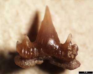 egem\Sqyliorhinus_gilberti_aa_medium.jpg