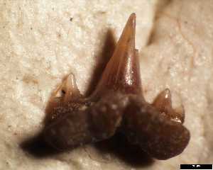 egem\Sqyliorhinus_gilberti_ab_medium.jpg