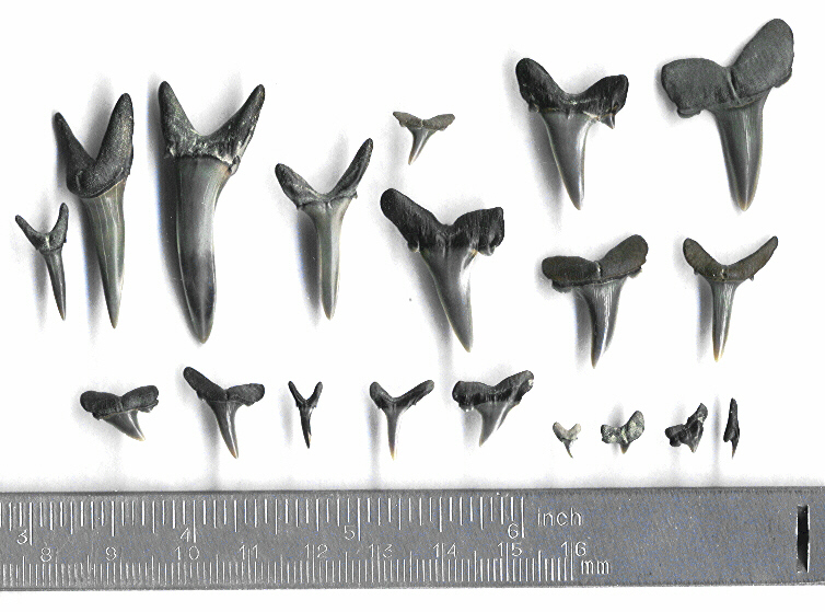 Sriatolamia_macrota1.jpg 