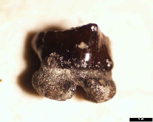 j_duponti_1a.jpg 