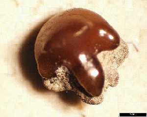 egem/r_bruxellensis_aa_m.jpg 