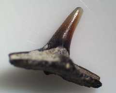 squatina_prima_aa_medium.jpg.jpg
