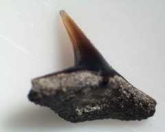 squatina_prima_ac_medium.jpg