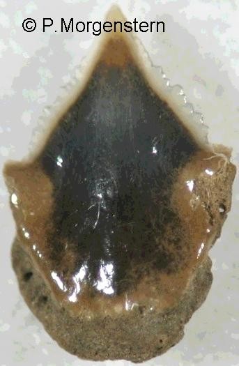 o.centrina1b.jpg 