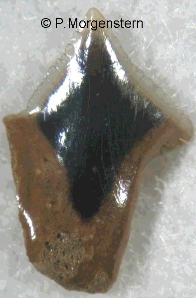 o.centrina2a.jpg 