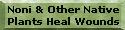 Noni & other Native Plants Can Heal Your Wounds