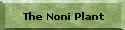 The Noni Plant