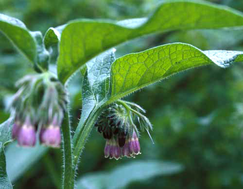 Comfrey