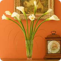 Calla Lilies
