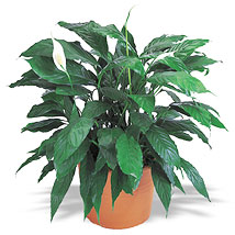 Lily Plant