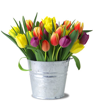 Tulip Pale