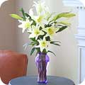 Easter Lilies