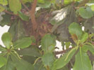 nest