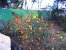 flowers against the mural