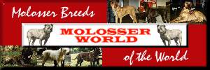 Molosser World - Cane Corso Information