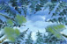 Sky Trees
