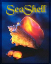 seashellava5.jpg (12477 bytes)