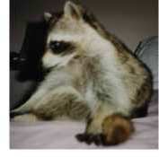 A COONS WORK IS NEVER DONE