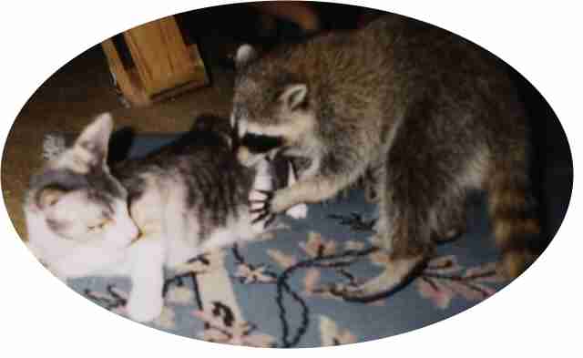 Dusty wishes she was a Coon