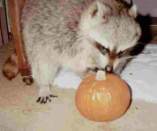 TRICK OR TREAT? HMMMMM