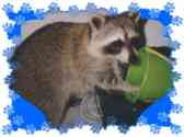 just fix'n a bucket for those whiney cats