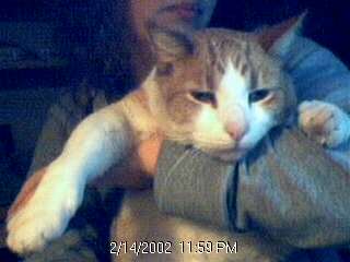 Give&nbsp; That&nbsp; KittKitt&nbsp; A&nbsp; Mask