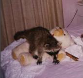 nobody luvs teddy&nbsp; like i do