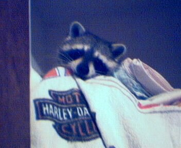 Hi, Im Cajun coon