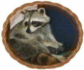 LUV&nbsp; A&nbsp; COON