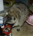 all gifts have to be coon proofed